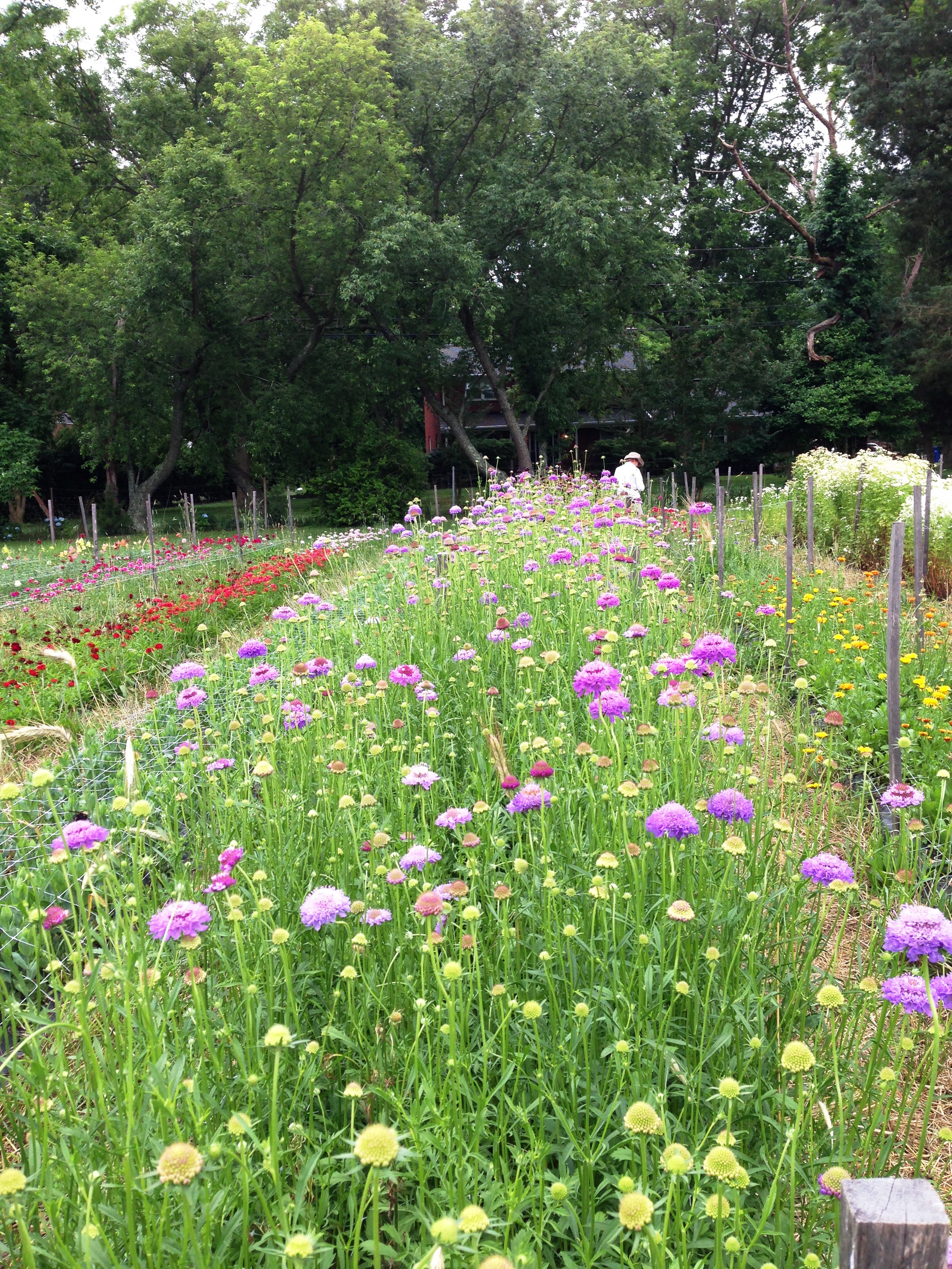 Spring blooming Scabiosa will attract bees from the get go of the season. Scabiosa Blue Cockade.