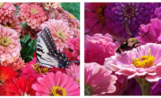 We have pollinators following our harvest trailer around the farm! Harvest buckets of zinnias with a swallowtail butterfly left and a hummingbird moth on right.
