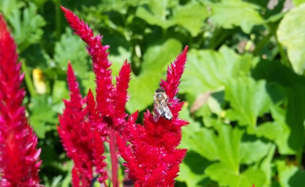 Planting flowers in the garden with your vegetables with ensure pollination. Celosia plume with a bumblebee.