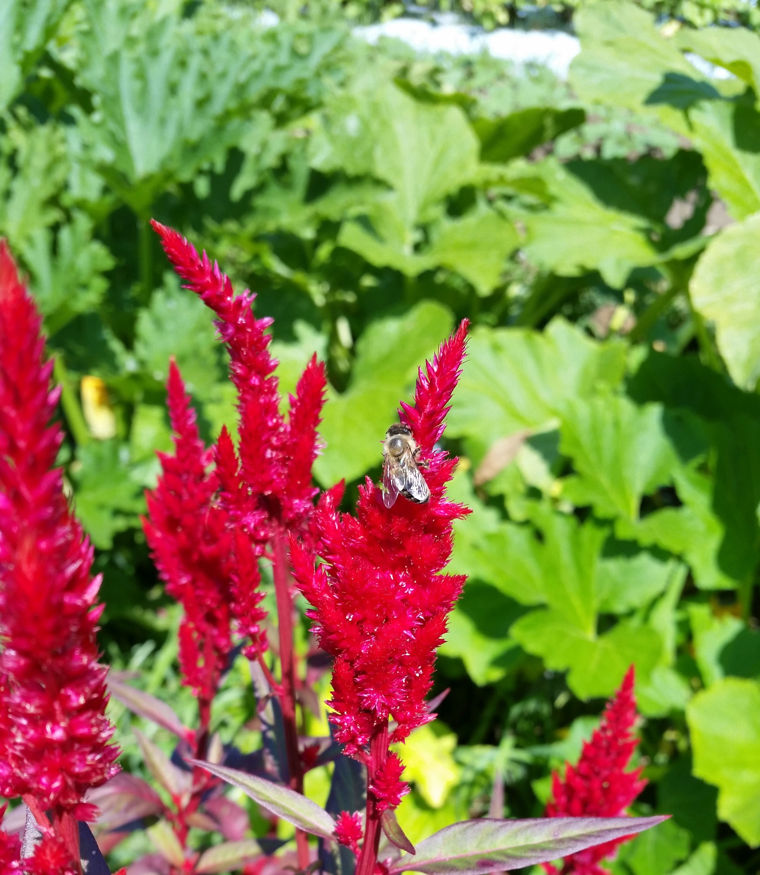 Planting flowers in the garden with your vegetables with ensure pollination. Celosia plume with a bumblebee.