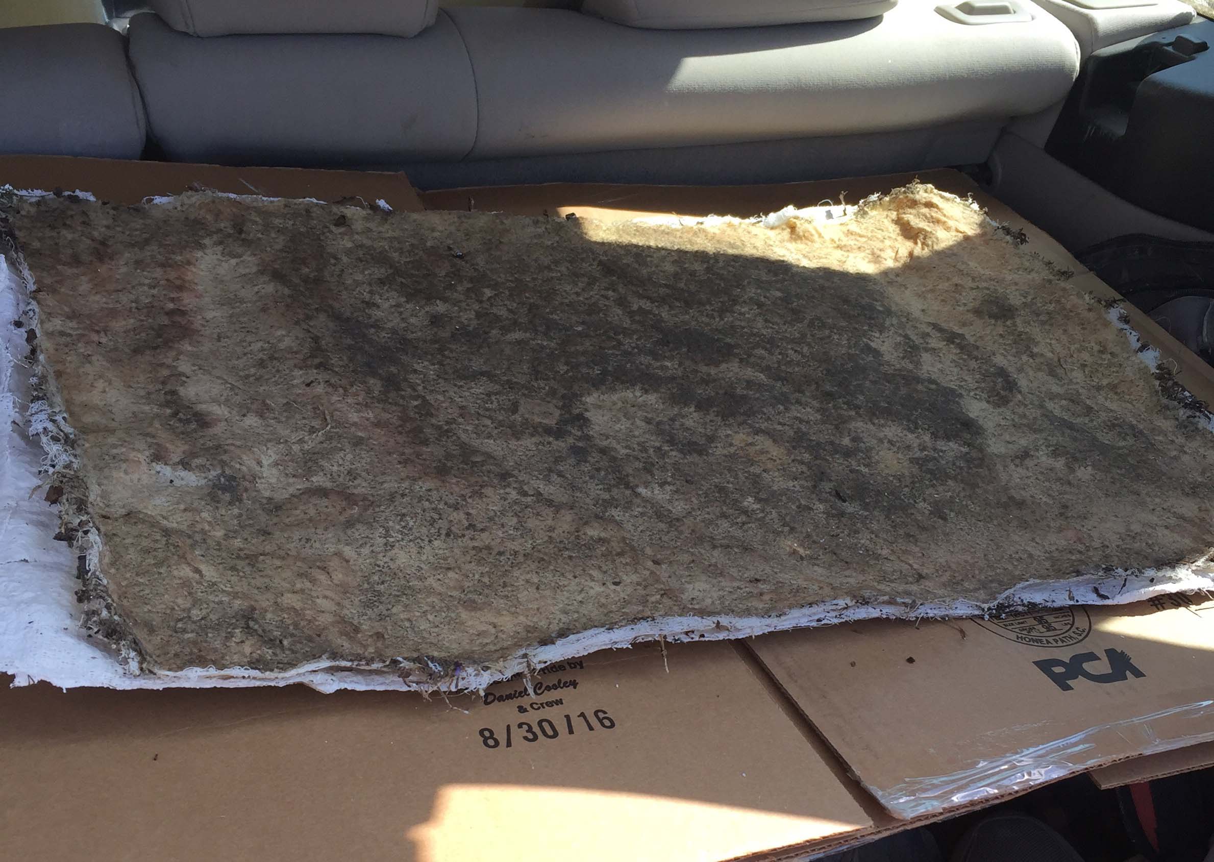 Transporting dinosaur mold to lab for casting.