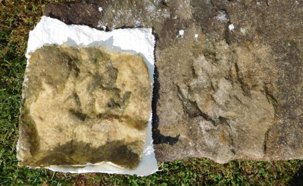 Hypsiloichnus mold and print