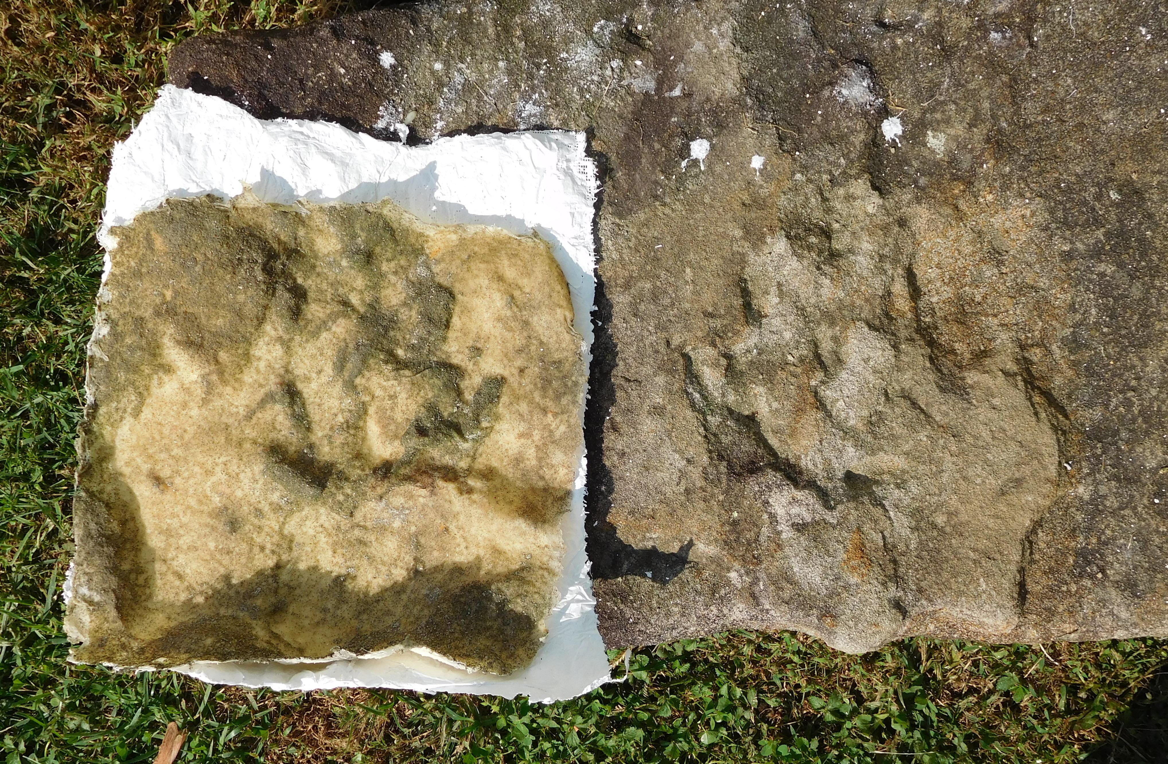 Hypsiloichnus mold and print