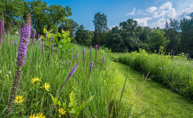 A mown path through a meadow with native grasses and wildflowers