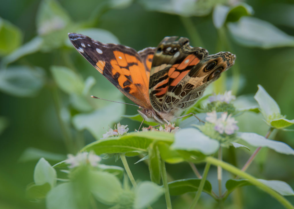 American Lady butterfly.