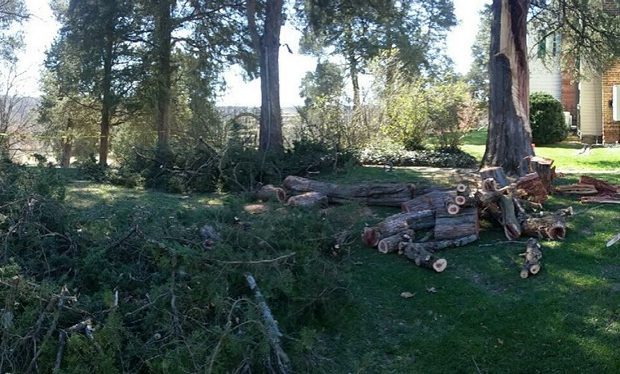 The Eastern Redcedar –Juniperus virginiana, was damaged in the high wind event we had earlier in the month.