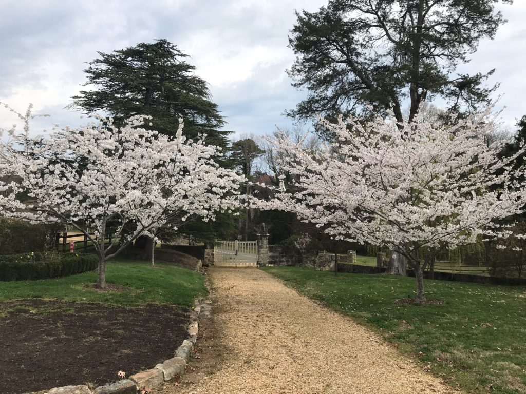 'Yoshino' Cherry Trees
