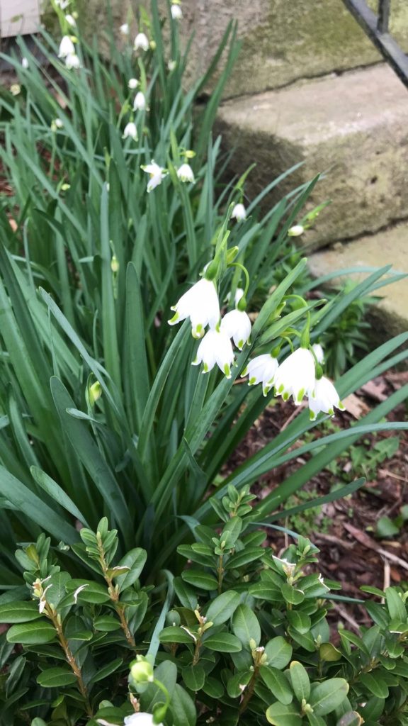 'Giant Spring Snowflake' in the Snowdrop family